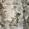 Bouleau (Betula Verrucosa) 150/200. Le pot de 7,5 litres