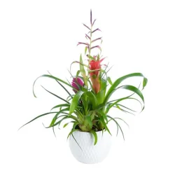 BROMELIA COUPE