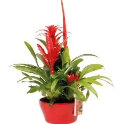 Bromeliacée