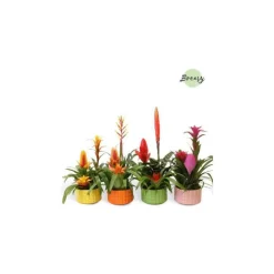 Bromélia coupe avec pot en céramique coloris multicolore - Ø 16 cm H 50 cm