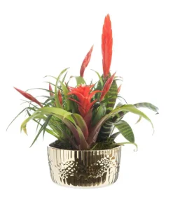 Bromélia coupe cécina - Ø 18 cm