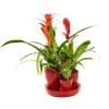 Broméliacée arrangement en pot céramique rouge. Le pot de 18 cm