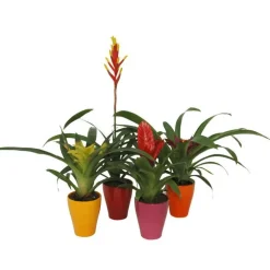 Broméliacées et son cache-pot