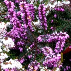 Bruyère Erica Carnea rose. Le pot de 5 litres