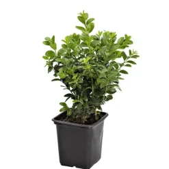 Buis (BUXUS MICRO. FAULKNER) Le godet
