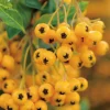 Buisson Ardent Soleil d’Or (PYRACANTHA SOLEIL D’OR)