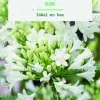 Bulbe de fleurs Agapanthe blanc botanic® - 1 bulbe