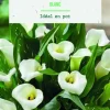 Bulbe de fleurs Arum blanc botanic® - 1 bulbe