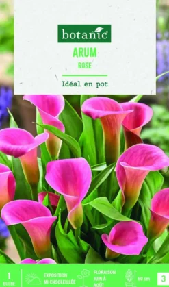 Bulbe de fleurs Arum rose botanic® - 1 bulbe
