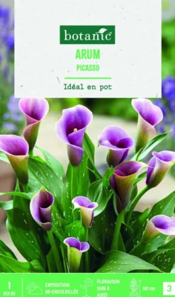 Bulbe de fleurs Arum violet botanic® Picasso - 1 bulbe