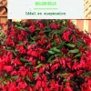 Bulbe de fleurs Bégonia boliviensis million bells botanic® - 1 bulbe
