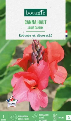 Bulbe de fleurs Canna Louis Cayeux botanic® - 1 bulbe
