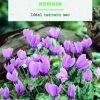 Bulbe de fleurs Cyclamen hederifolium botanic® - 2 bulbes