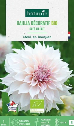 Bulbe de fleurs Dahlia décoratif Café au lait bio botanic® - 1 bulbe