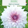 Bulbe de fleurs Dahlia décoratif Shiloh Noëlle bio botanic® - 1 bulbe