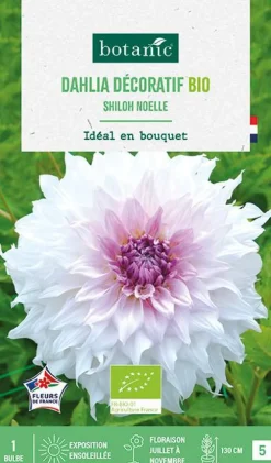 Bulbe de fleurs Dahlia décoratif Shiloh Noëlle bio botanic® - 1 bulbe