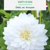Bulbe de fleurs Dahlia décoratif Tempête de neige bio botanic® - 1 bulbe