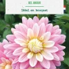 Bulbe de fleurs Dahlia décoratif Bel Amour bio botanic® - 1 bulbe