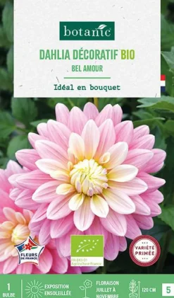 Bulbe de fleurs Dahlia décoratif Bel Amour bio botanic® - 1 bulbe