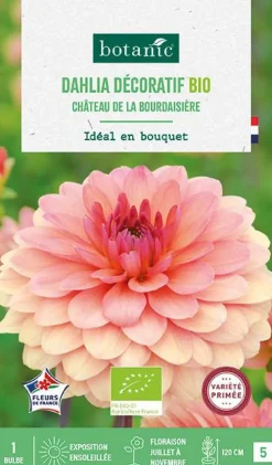 Bulbe de fleurs Dahlia décoratif Château de la Bourdaisière bio botanic® - 1 bulbe