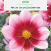 Bulbe de fleurs Dahlia nain simple Héroïne bio botanic® - 1 bulbe