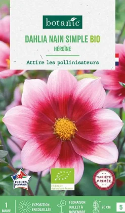 Bulbe de fleurs Dahlia nain simple Héroïne bio botanic® - 1 bulbe