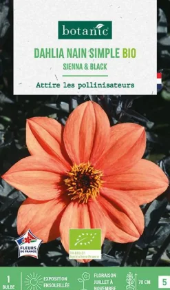 Bulbe de fleurs Dahlia nain simple Sienna & Black bio botanic® - 1 bulbe