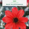 Bulbe de fleurs Dahlia nain simple Pampa bio botanic® - 1 bulbe