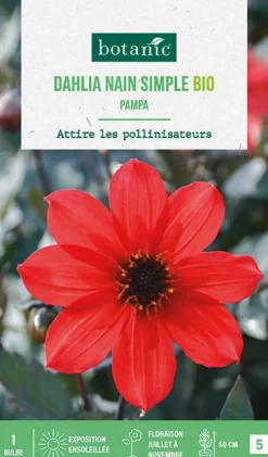 Bulbe de fleurs Dahlia nain simple Pampa bio botanic® - 1 bulbe