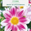 Bulbe de fleurs Dahlia nain simple Ptit coquin bio botanic® - 1 bulbe