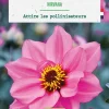 Bulbe de fleurs Dahlia nain simple Nirvana bio botanic® - 1 bulbe