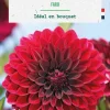 Bulbe de fleurs Dalhia balle Faro botanic® - 1 bulbe