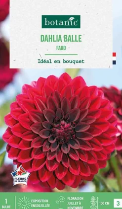 Bulbe de fleurs Dalhia balle Faro botanic® - 1 bulbe