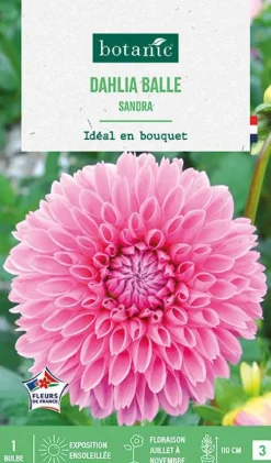 Bulbe de fleurs Dalhia balle Sandra botanic® - 1 bulbe