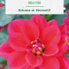Bulbe de fleurs Dalhia buisson Mille Feux botanic® - 1 bulbe