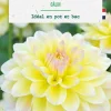 Bulbe de fleurs Dalhia buisson Calin botanic® - 1 bulbe