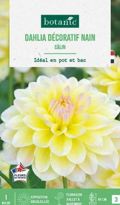 Bulbe de fleurs Dalhia buisson Calin botanic® - 1 bulbe
