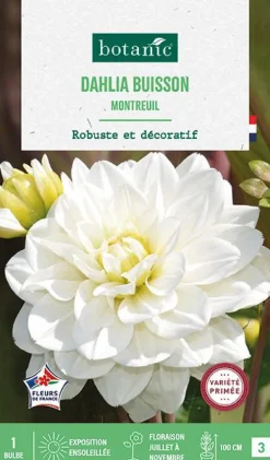 Bulbe de fleurs Dalhia buisson Montreuil botanic® - 1 bulbe