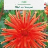 Bulbe de fleurs Dalhia cactus Flash botanic® - 1 bulbe