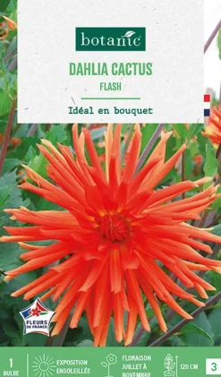 Bulbe de fleurs Dalhia cactus Flash botanic® - 1 bulbe