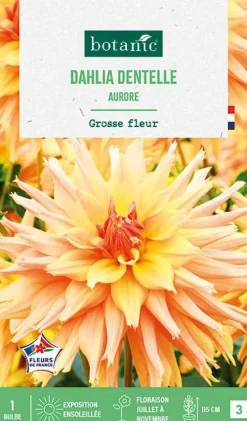 Bulbe de fleurs Dalhia cactus Aurore botanic® - 1 bulbe