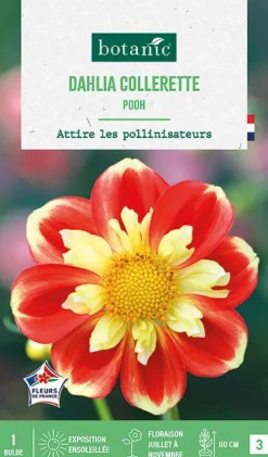 Bulbe de fleurs Dalhia collerette Pooh botanic® - 1 bulbe