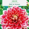 Bulbe de fleurs Dalhia décoratif Caballero botanic® - 1 bulbe