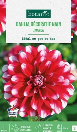 Bulbe de fleurs Dalhia décoratif nain Jamaïcain botanic® - 1 bulbe