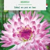 Bulbe de fleurs Dalhia décoratif cactus nain aquarelle botanic® - 1 bulbe