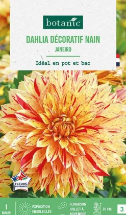 Bulbe de fleurs Dalhia décoratif nain Janeiro botanic® - 1 bulbe