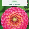 Bulbe de fleurs Dalhia pompon Artaban botanic® - 1 bulbe