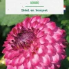 Bulbe de fleurs Dalhia pompon Ashado botanic® - 1 bulbe