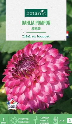 Bulbe de fleurs Dalhia pompon Ashado botanic® - 1 bulbe