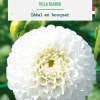 Bulbe de fleurs Dalhia pompon Villa Blanca botanic® - 1 bulbe